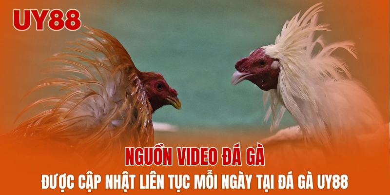 Nguồn video đá gà được cập nhật liên tục mỗi ngày tại đá gà UY88