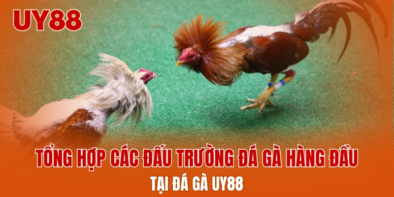 Tổng hợp các đấu trường đá gà hàng đầu tại đá gà UY88